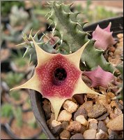 Huernia sp hybride photo E G 